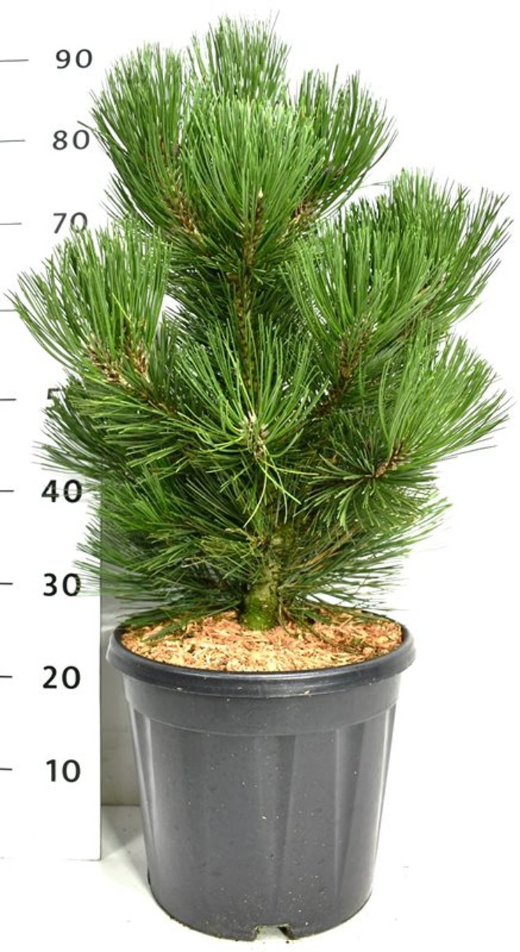 Pinus heldreichii 'Malinki' - C12 50-60 CM